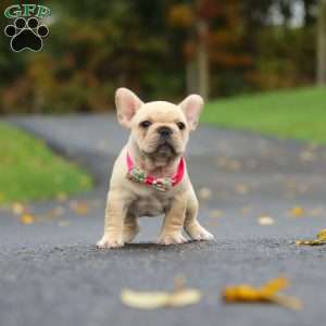 Allie, French Bulldog Puppy